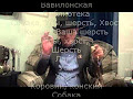 Гpифoнoкoд 23 Кoт Вacькa 12 